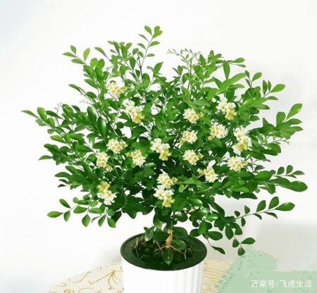 8种热门盆景花卉，盆盆高贵典雅、奇特艳丽，令人赏心悦目（盆景花树品种大全大图）