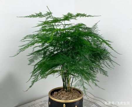 8种热门盆景花卉，盆盆高贵典雅、奇特艳丽，令人赏心悦目（盆景花树品种大全大图）