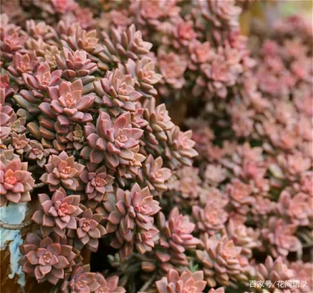 养多肉，别花大价钱买贵的，6种能养成花墙的大普货才是真香（花卉多肉植物怎么养）