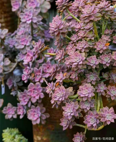 养多肉，别花大价钱买贵的，6种能养成花墙的大普货才是真香（花卉多肉植物怎么养）