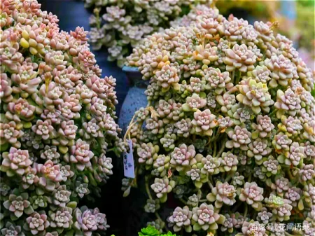 养多肉，别花大价钱买贵的，6种能养成花墙的大普货才是真香（花卉多肉植物怎么养）