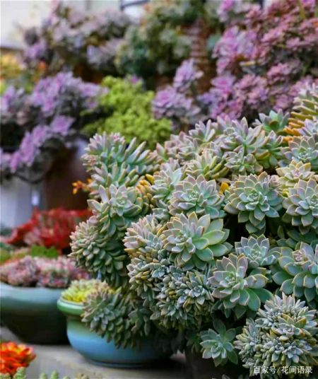 养多肉，别花大价钱买贵的，6种能养成花墙的大普货才是真香（花卉多肉植物怎么养）