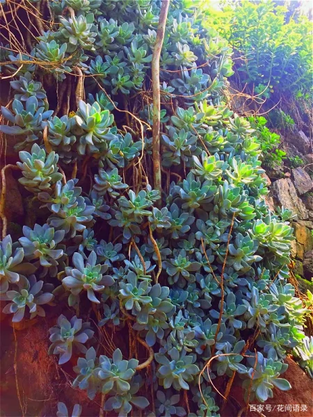 养多肉，别花大价钱买贵的，6种能养成花墙的大普货才是真香（花卉多肉植物怎么养）