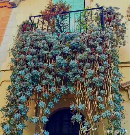 养多肉，别花大价钱买贵的，6种能养成花墙的大普货才是真香（花卉多肉植物怎么养）