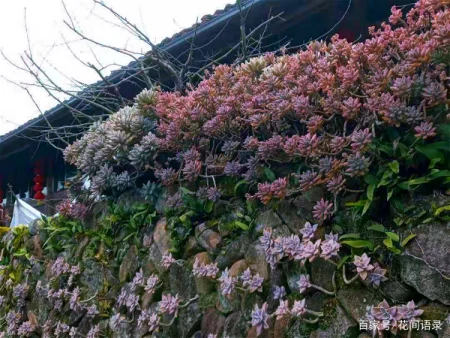 养多肉，别花大价钱买贵的，6种能养成花墙的大普货才是真香（花卉多肉植物怎么养）