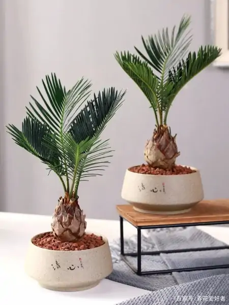 大户人家最爱养的十种花，家里养一盆，幸福又安康，日子节节高升（家里养什么花大气）