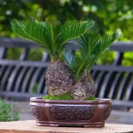 大户人家最爱养的十种花，家里养一盆，幸福又安康，日子节节高升（家里养什么花大气）