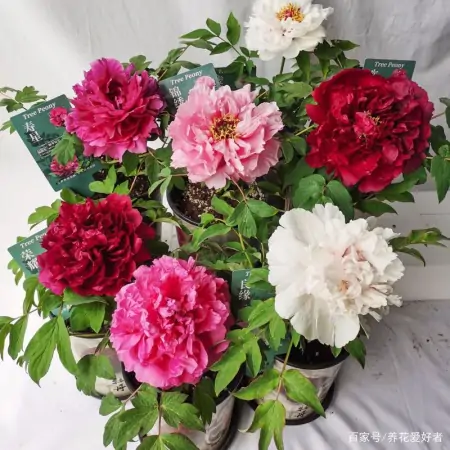 大户人家最爱养的十种花，家里养一盆，幸福又安康，日子节节高升（家里养什么花大气）