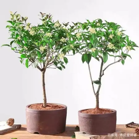 大户人家最爱养的十种花，家里养一盆，幸福又安康，日子节节高升（家里养什么花大气）