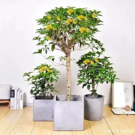 大户人家最爱养的十种花，家里养一盆，幸福又安康，日子节节高升（家里养什么花大气）