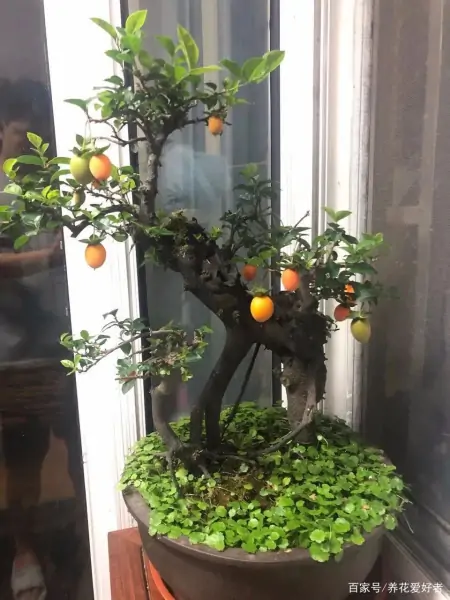 大户人家最爱养的十种花，家里养一盆，幸福又安康，日子节节高升（家里养什么花大气）