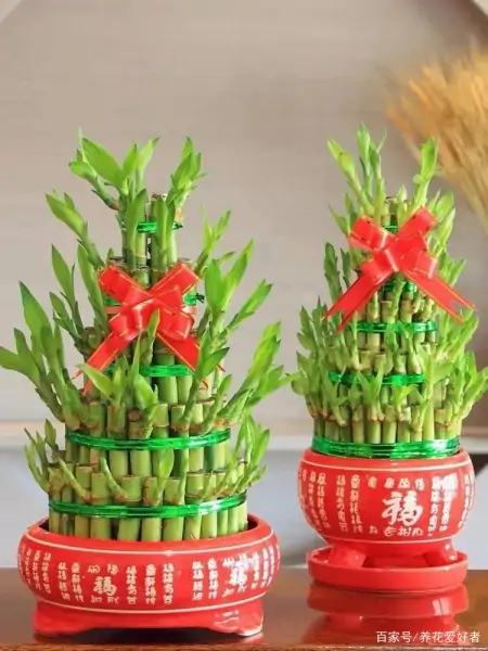 大户人家最爱养的十种花，家里养一盆，幸福又安康，日子节节高升（家里养什么花大气）