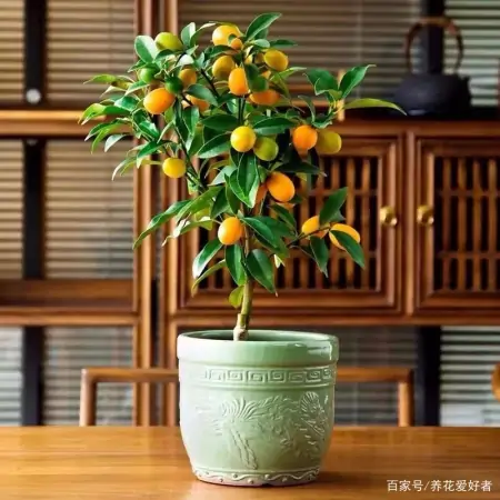 大户人家最爱养的十种花，家里养一盆，幸福又安康，日子节节高升（家里养什么花大气）