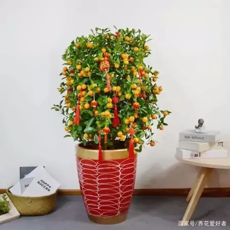 大户人家最爱养的十种花，家里养一盆，幸福又安康，日子节节高升（家里养什么花大气）