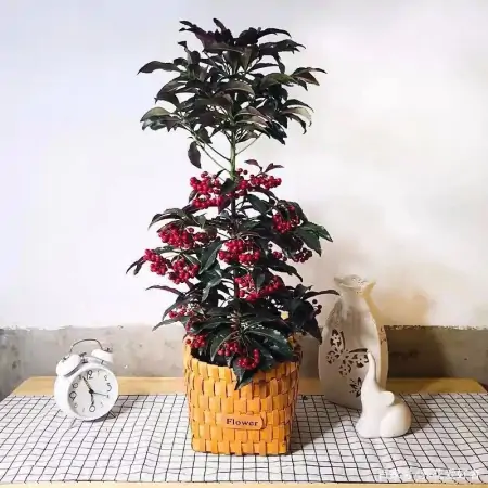 大户人家最爱养的十种花，家里养一盆，幸福又安康，日子节节高升（家里养什么花大气）