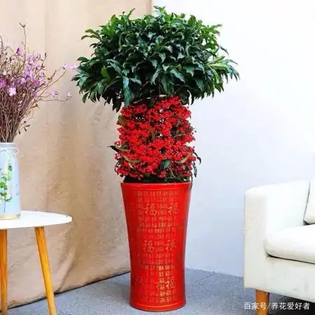 大户人家最爱养的十种花，家里养一盆，幸福又安康，日子节节高升（家里养什么花大气）