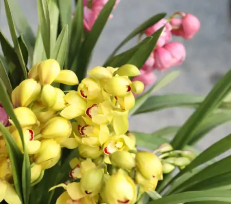 年底买花，选此6类花，大气又添彩（年底买什么板块）