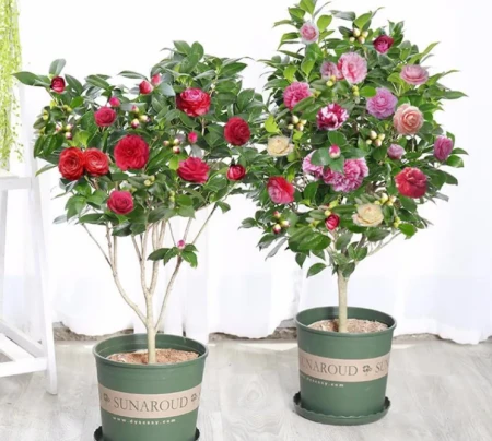 年底买花，选此6类花，大气又添彩（年底买什么板块）