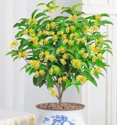 年底买花，选此6类花，大气又添彩（年底买什么板块）