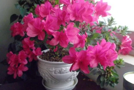 年底买花，选此6类花，大气又添彩（年底买什么板块）