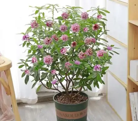 年底买花，选此6类花，大气又添彩（年底买什么板块）