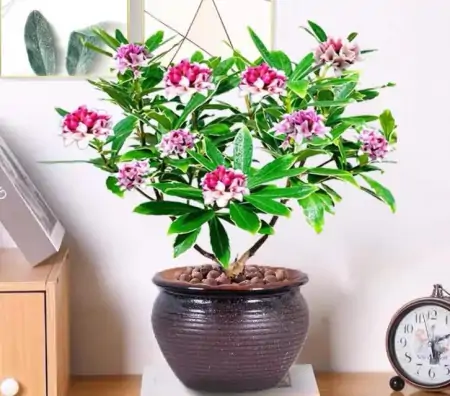 年底买花，选此6类花，大气又添彩（年底买什么板块）