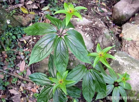 这2种野花，若你在山上有幸遇到，别犹豫，当盆栽养在家里好处多（山上有什么野花）