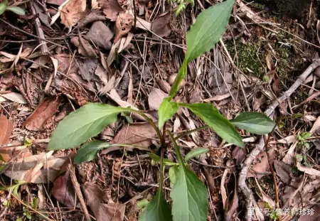 这2种野花，若你在山上有幸遇到，别犹豫，当盆栽养在家里好处多（山上有什么野花）