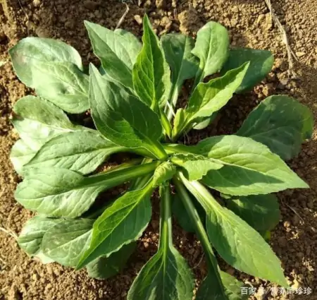 这2种野花，若你在山上有幸遇到，别犹豫，当盆栽养在家里好处多（山上有什么野花）