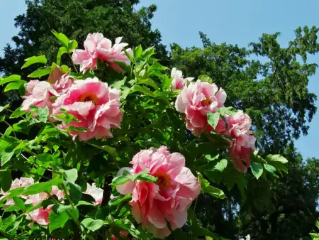 牡丹花是中国的十大名花之首，它的养殖也不一般（牡丹花是中国十大名花之一吗对吗）