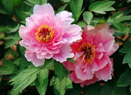 牡丹花是中国的十大名花之首，它的养殖也不一般（牡丹花是中国十大名花之一吗对吗）