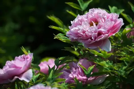牡丹花是中国的十大名花之首，它的养殖也不一般（牡丹花是中国十大名花之一吗对吗）