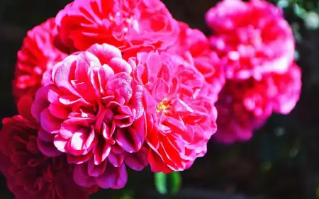 牡丹花是中国的十大名花之首，它的养殖也不一般（牡丹花是中国十大名花之一吗对吗）