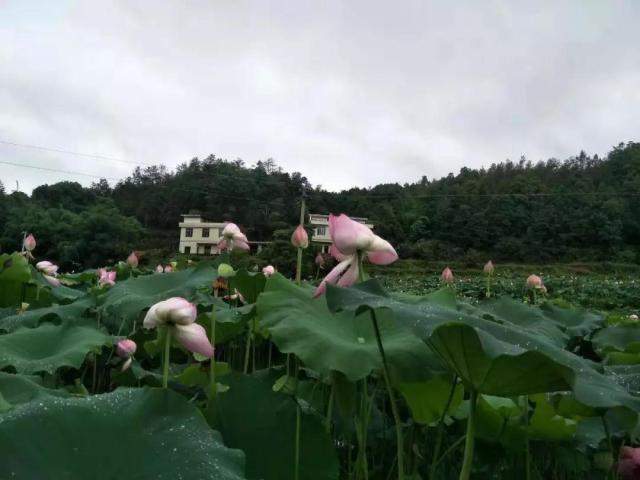 初心在这篇作文里！我的妈妈是第一书记！-妈妈是孩子的第一任老师作文