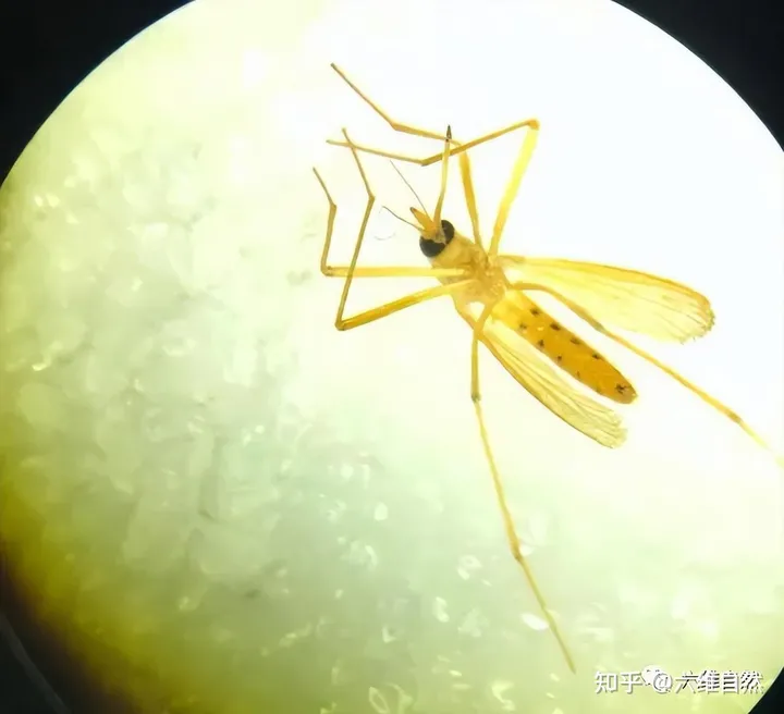 辽宁首次捕获4只金色蚊子，是属于黄色轲蚊，不吸血但依然要警惕-黄色蚊子是什么品种