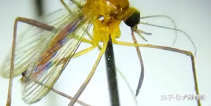 辽宁首次捕获4只金色蚊子，是属于黄色轲蚊，不吸血但依然要警惕-黄色蚊子是什么品种