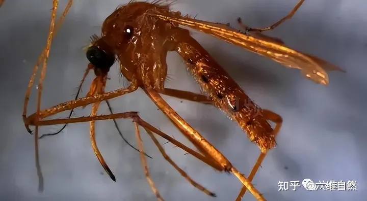 辽宁首次捕获4只金色蚊子，是属于黄色轲蚊，不吸血但依然要警惕-黄色蚊子是什么品种