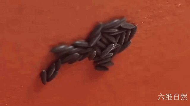 辽宁首次捕获4只金色蚊子，是属于黄色轲蚊，不吸血但依然要警惕-黄色蚊子是什么品种