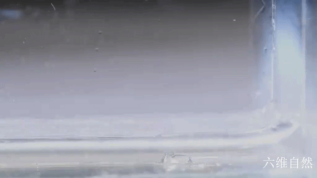 辽宁首次捕获4只金色蚊子，是属于黄色轲蚊，不吸血但依然要警惕-黄色蚊子是什么品种