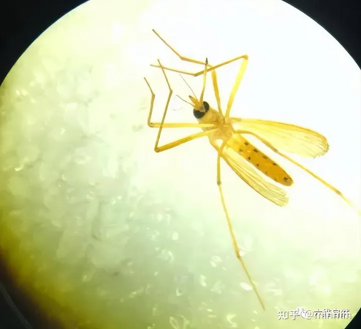 辽宁海关首次捕获 4 只金色蚊子：系黄色轲蚊，属中型黄色蚊虫，这一种类有何特殊性？-蚊子怕六神花露水吗