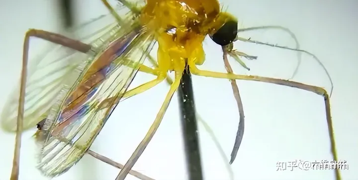辽宁海关首次捕获 4 只金色蚊子：系黄色轲蚊，属中型黄色蚊虫，这一种类有何特殊性？-蚊子怕六神花露水吗