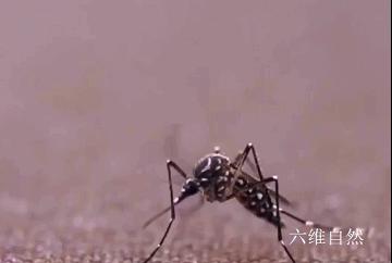 辽宁海关首次捕获 4 只金色蚊子：系黄色轲蚊，属中型黄色蚊虫，这一种类有何特殊性？-蚊子怕六神花露水吗