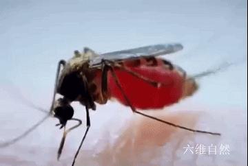 辽宁海关首次捕获 4 只金色蚊子：系黄色轲蚊，属中型黄色蚊虫，这一种类有何特殊性？-蚊子怕六神花露水吗