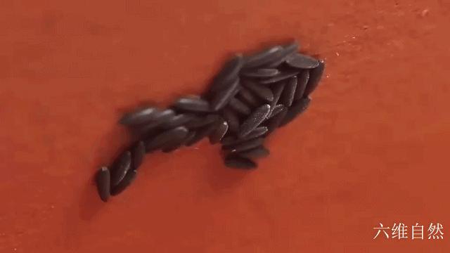 辽宁海关首次捕获 4 只金色蚊子：系黄色轲蚊，属中型黄色蚊虫，这一种类有何特殊性？-蚊子怕六神花露水吗