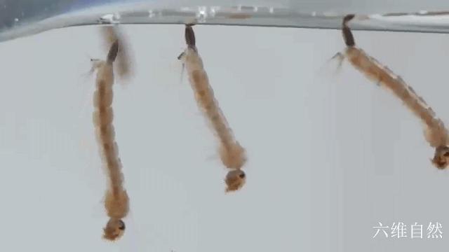 辽宁海关首次捕获 4 只金色蚊子：系黄色轲蚊，属中型黄色蚊虫，这一种类有何特殊性？-蚊子怕六神花露水吗