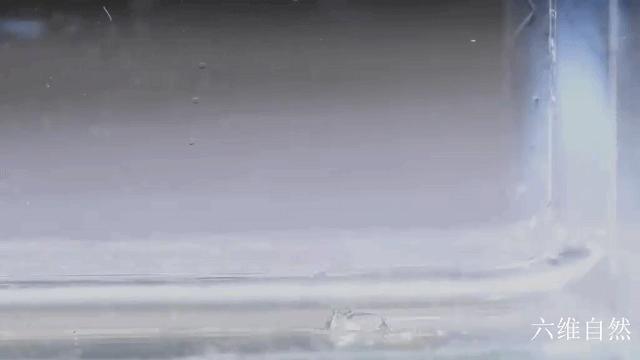 辽宁海关首次捕获 4 只金色蚊子：系黄色轲蚊，属中型黄色蚊虫，这一种类有何特殊性？-蚊子怕六神花露水吗