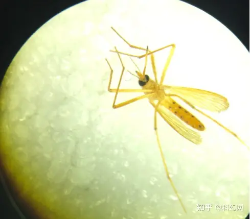 秋后蚊子叮咬太烦人，但你或许没见过“黄金蚊子”-秋后的蚊子咬完又红又肿为什么