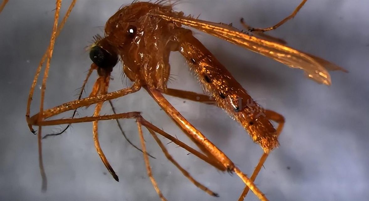 辽宁首次抓获四只金蚊子，万一被它咬一口，影响有多大？-辽宁警方缴获毒品15.7公斤 跨四省贩毒案成功收网