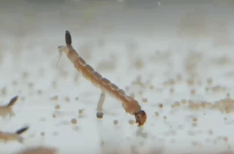 辽宁首次抓获四只金蚊子，万一被它咬一口，影响有多大？-辽宁警方缴获毒品15.7公斤 跨四省贩毒案成功收网