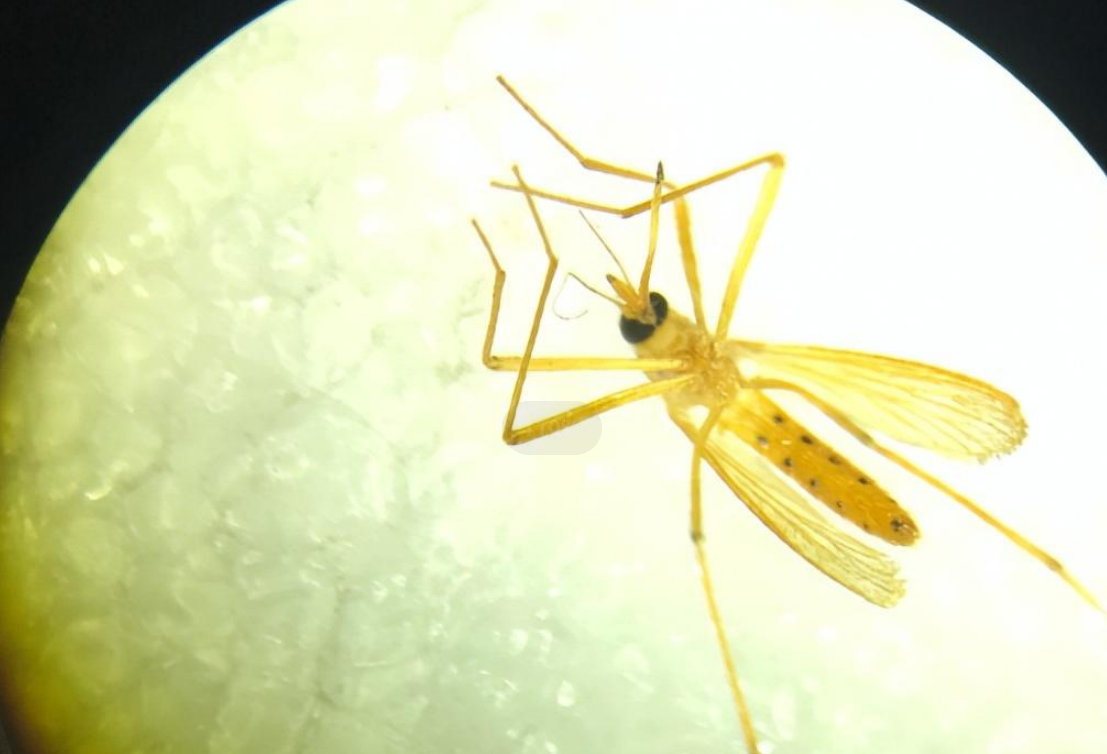 辽宁首次抓获四只金蚊子，万一被它咬一口，影响有多大？-辽宁警方缴获毒品15.7公斤 跨四省贩毒案成功收网